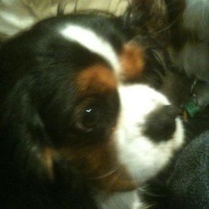 Meet your Posher, Rachael